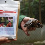 Two hands: a turtle in one hand, a sachet of Emeraid IC Omnivore in the other hand