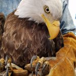 close up of bald eagle