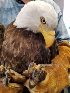 close up of bald eagle
