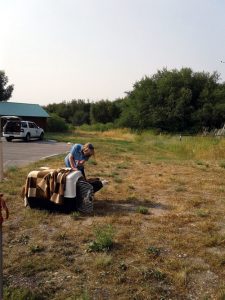 releasing bald eagle in the wild