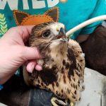 close up of swainson's hawk