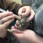owl being fed Emeraid