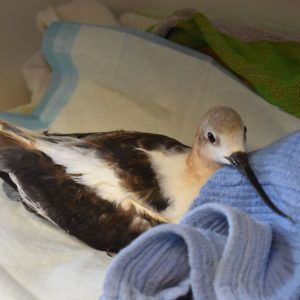 full body of American avocet resting head on towel