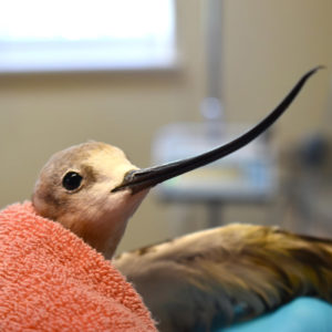 head of American avocet
