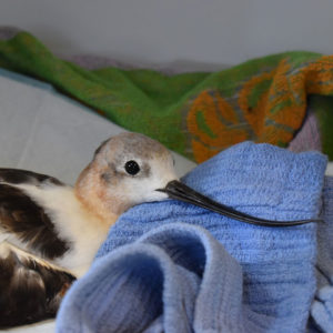 head shot of American avocet with head on towel
