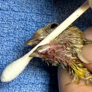 close up on head of American goldfinch that is lying on towel with cotton swab holding open beak and showing the split bottom beak