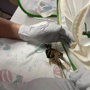 American goldfinch being syringe-fed by person wearing gloves