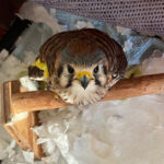 Americana kestrel on wooden perch in habitat