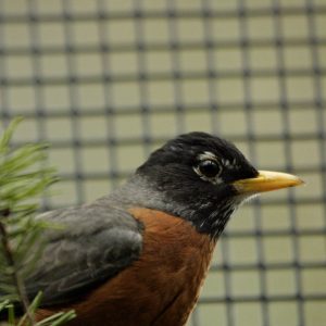 American robin on perch in cage