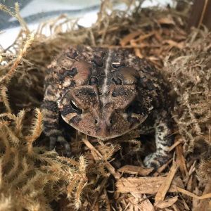 American toad in habitat