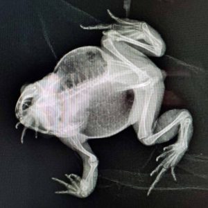 x-ray of American toad