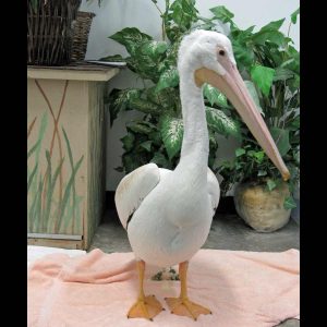 american white pelican profile