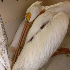 American white pelilcan standing and resting head on back in cage