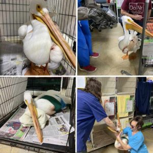 collage of four photos of injured American white pelican in cage, walking, with wing bandaged, and being fed