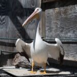 American white pelican standing in outdoor enclosure with wings spread