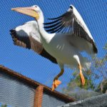 an American white pelican taking flight in an aviary