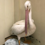 American white pelican with injured wing standing in corner by towel