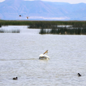 American white pelican swimming in a lake