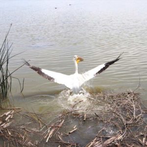 American white pelican entering a lake