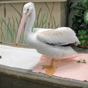 american white pelican in pen