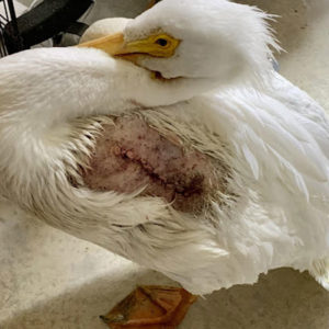 wing removal wound on American white pelican standing on clinic floor