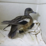 American wigeon in enclosure