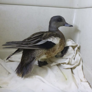 American wigeon in enclosure