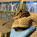American woodcock held in towel so only the head shows