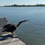 anhinga standing on edge of dock spreading wings