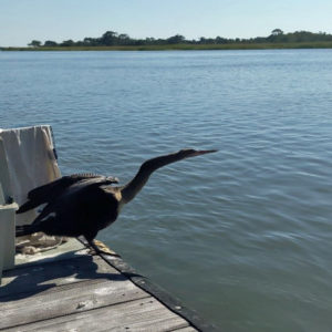 anhinga standing on edge of dock spreading wings