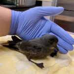 ashy storm-petrel standing on towel with gloved hand behind it