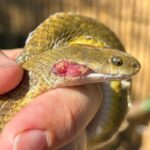 Aurora house snake held in hand to show injury on side of head