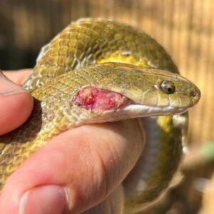 Aurora house snake held in hand to show injury on side of head