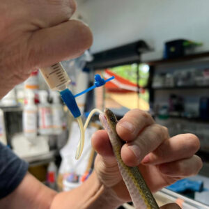 Tube-feeding EmerAid to an Aurora house snake