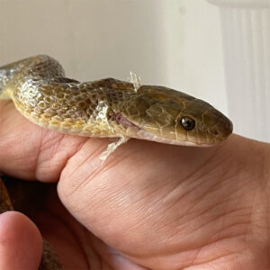 Aurora house snake held in hand showing how injury on head is healing