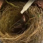 baby bird in nest being syringe fed