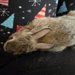 view from above of a rabbit sitting on a lap that shows one eye is missing