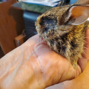 baby bunny held in hand showing eye socket that's missing an eye