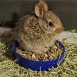 baby cottontail rabbit sitting upright in her bowl of food