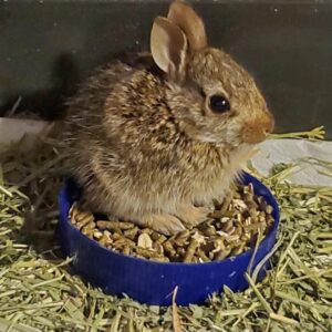 baby cottontail rabbit sitting upright in her bowl of food 