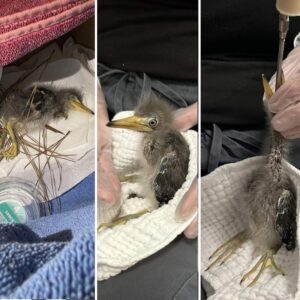 collage showing a baby green heron lying on towels, sitting on lap, and being syringe-fed