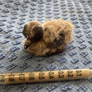 baby mourning dove sitting on towel beside syringe to show how tiny he is