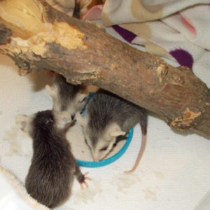 baby opossums at food dish in container with branch