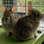 two baby cottontail rabbits sitting atop a plastic lid in a cage