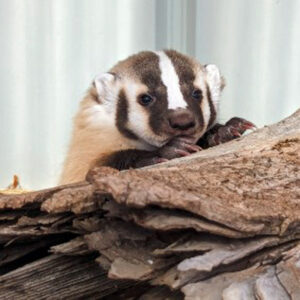 badger cub peering over log indoors