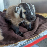 young badger cub indoors standing on towels