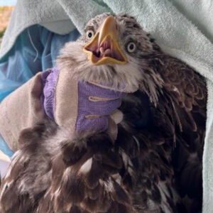 bald eagle held by person wearing gloves