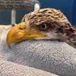 bald eagle resting head on a towel