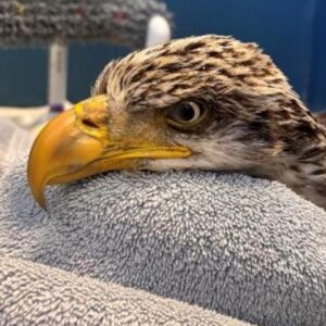 bald eagle resting head on a towel