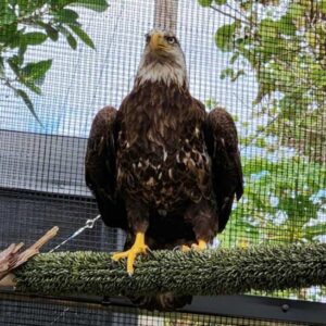 bald eagle standing on perch in outdoor aviary